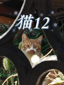 猫12个小时不拉尿不拉屎